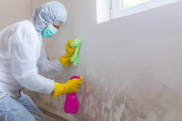 Best Mold Odor Removal Services  in Pipestone, MN